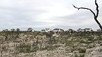 13-Convoy takes a break in the Little Desert
